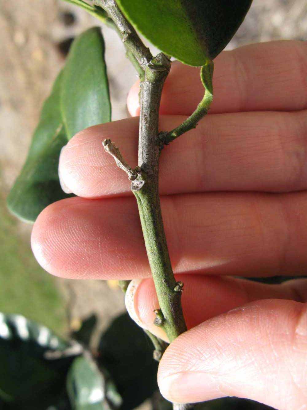            First year twig (Winter Haven, FL)   